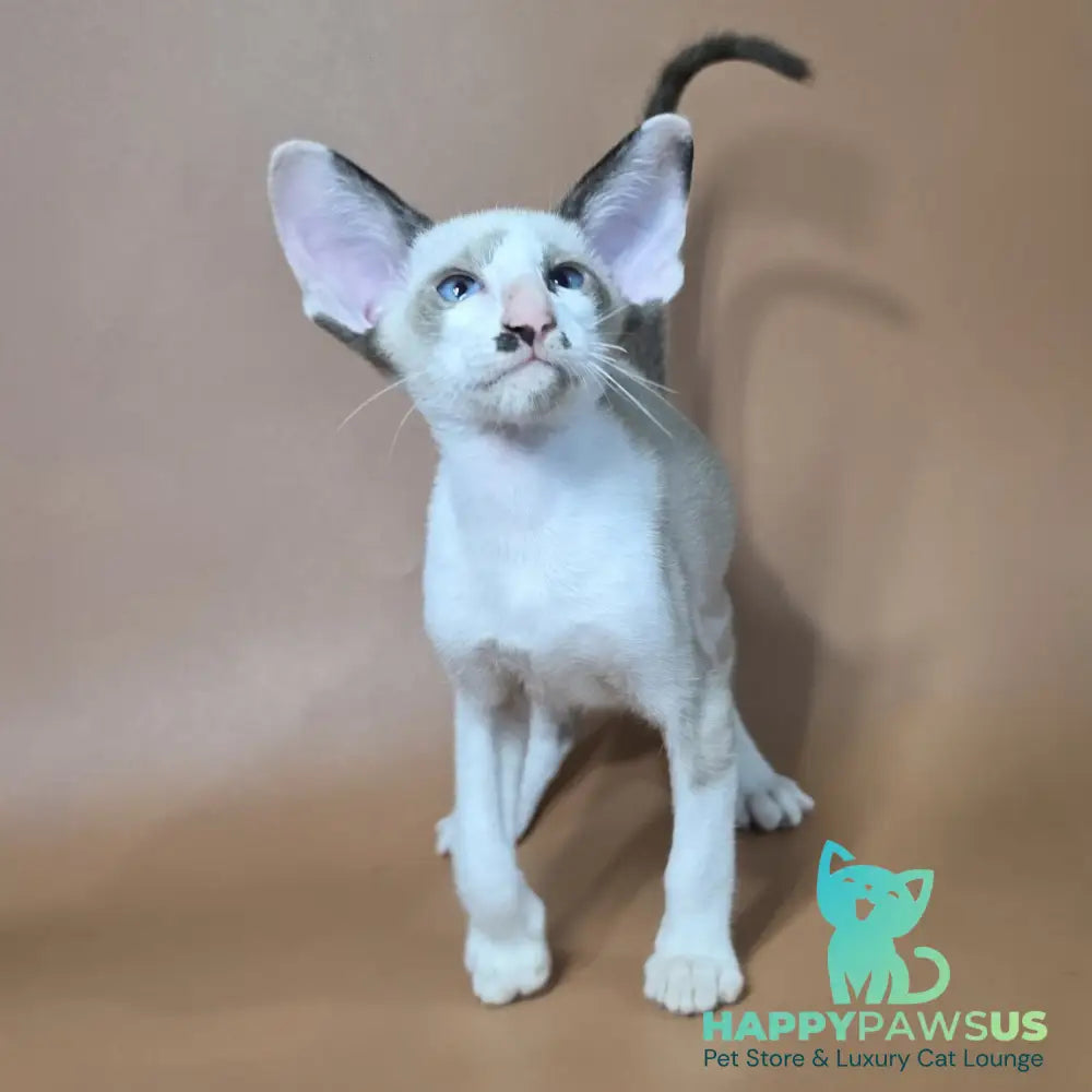 Ink Siamese male black bicolour - live animals