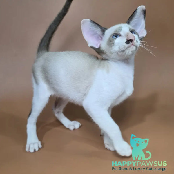 Ink Siamese male black bicolour - live animals