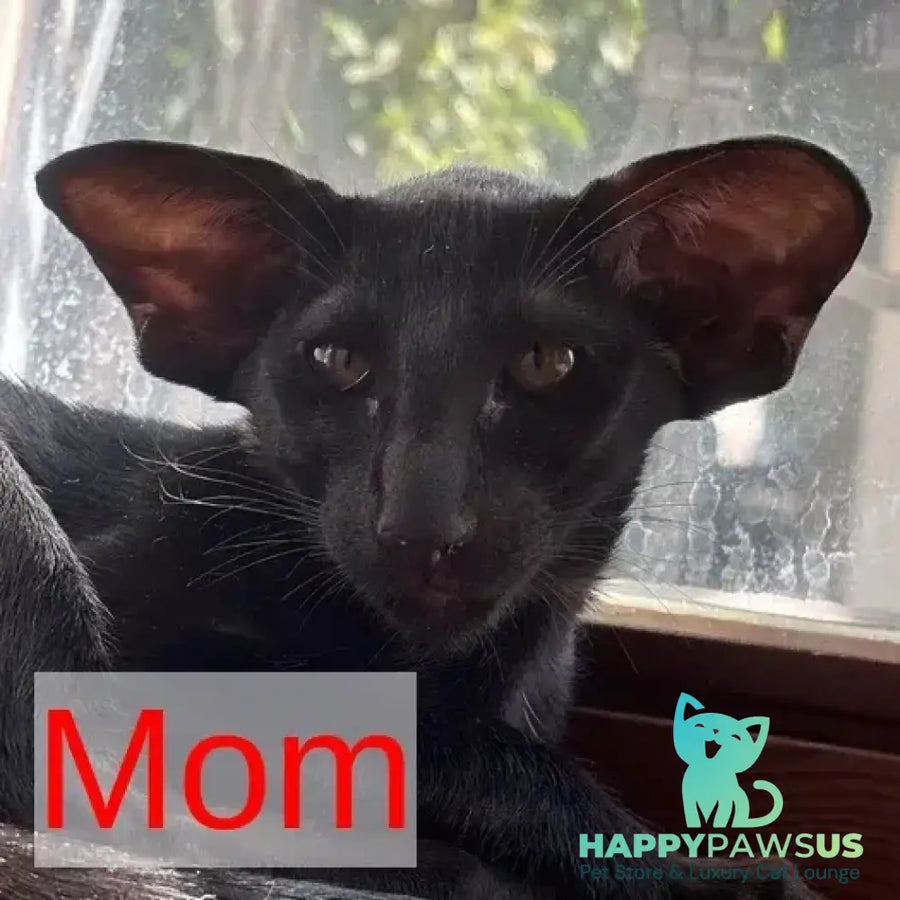 Ink Siamese male black bicolour - live animals