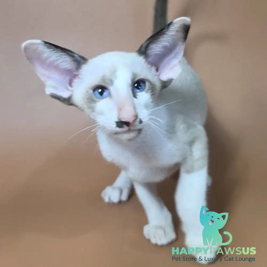 Ink Siamese male black bicolour - live animals