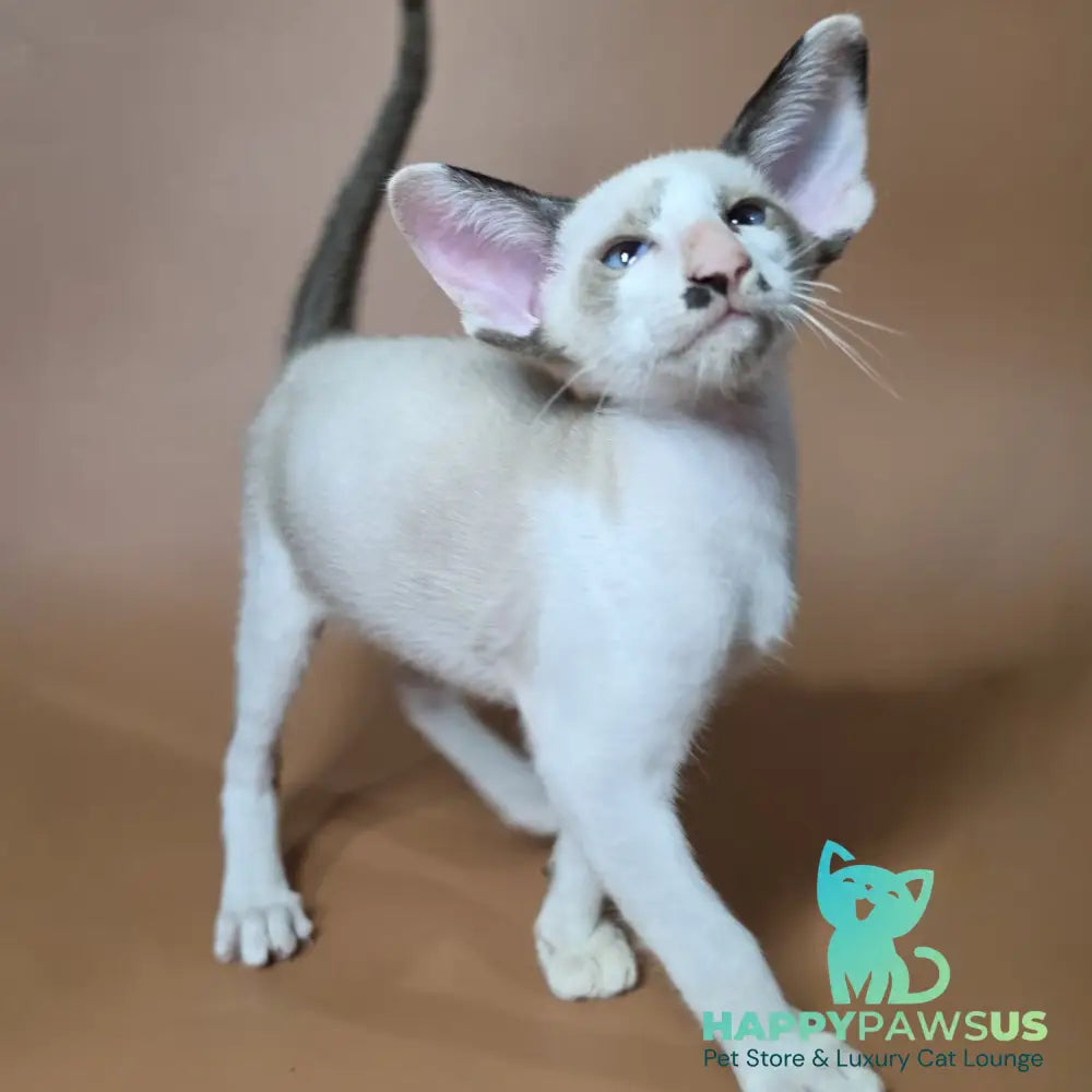 Ink Siamese male black bicolour - live animals