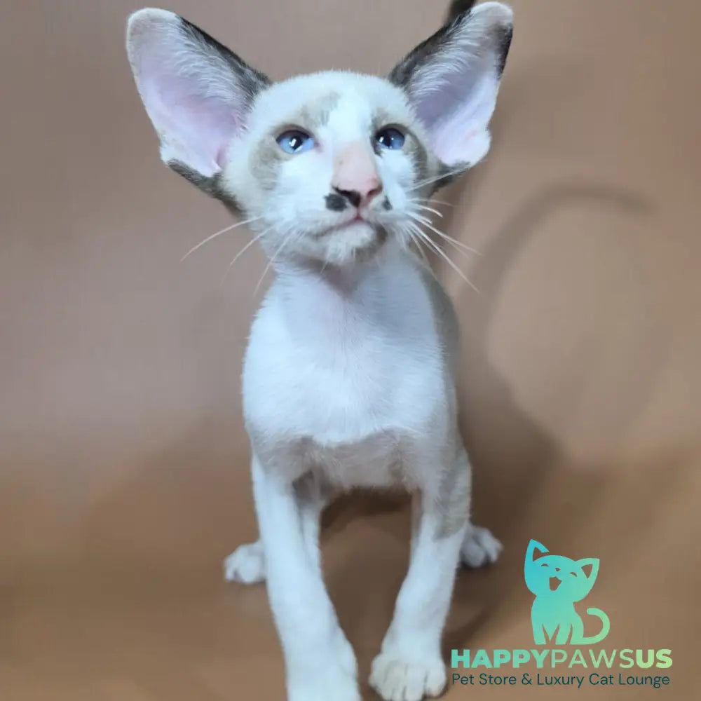 Ink Siamese male black bicolour - live animals