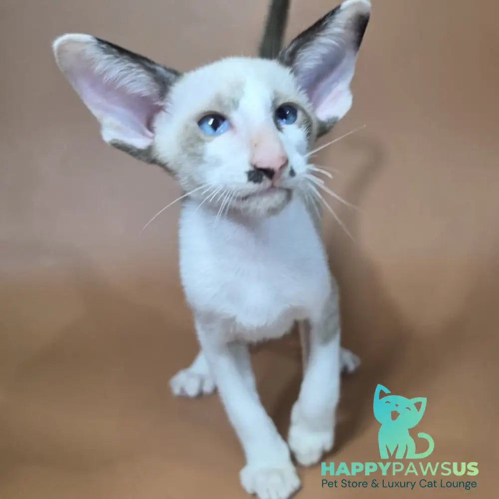 Ink Siamese male black bicolour - live animals