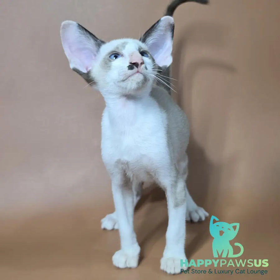 Ink Siamese male black bicolour - live animals
