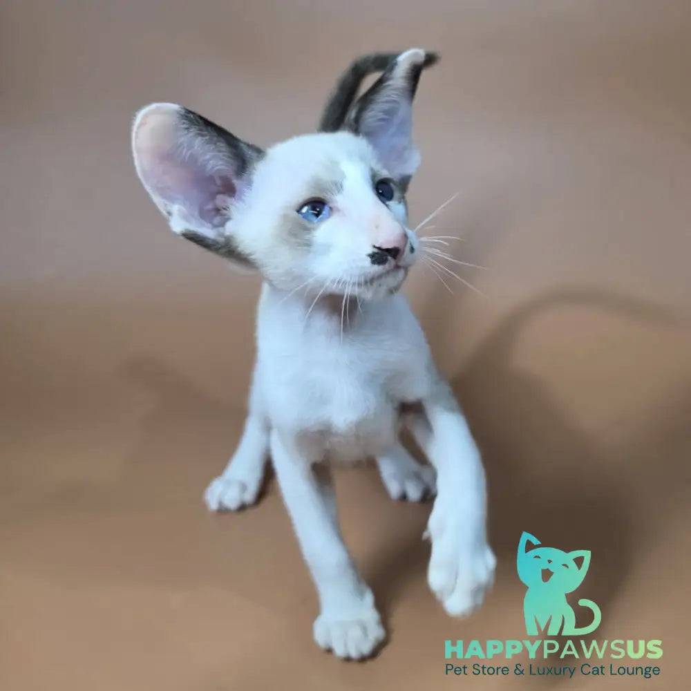 Ink Siamese male black bicolour - live animals