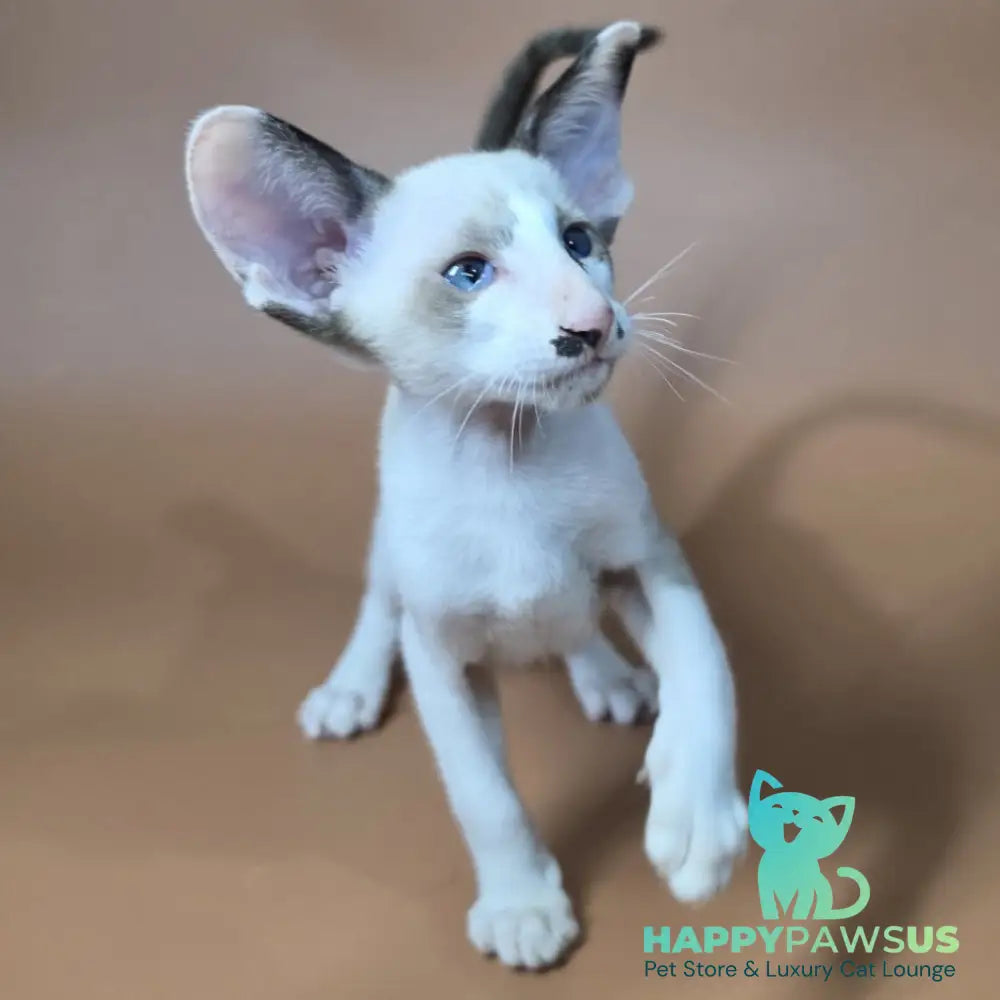 Ink Siamese male black bicolour - live animals