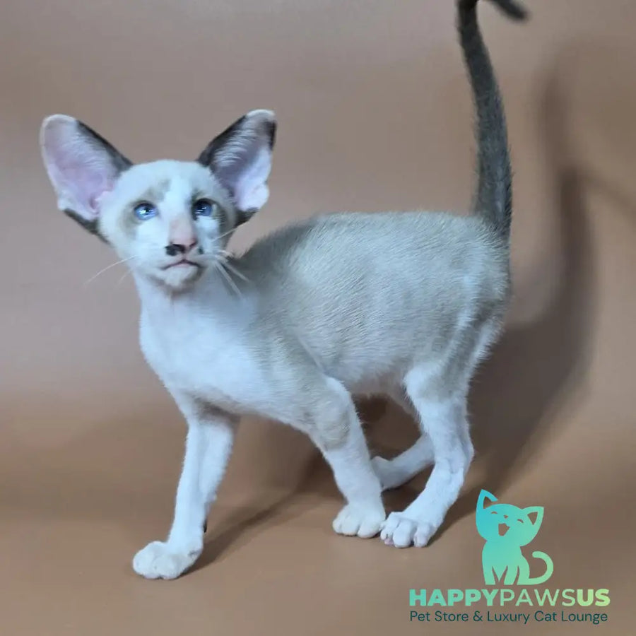 Ink Siamese male black bicolour - live animals
