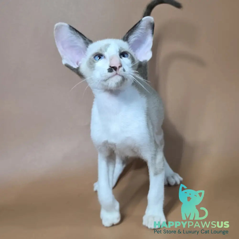 Ink Siamese male black bicolour - live animals