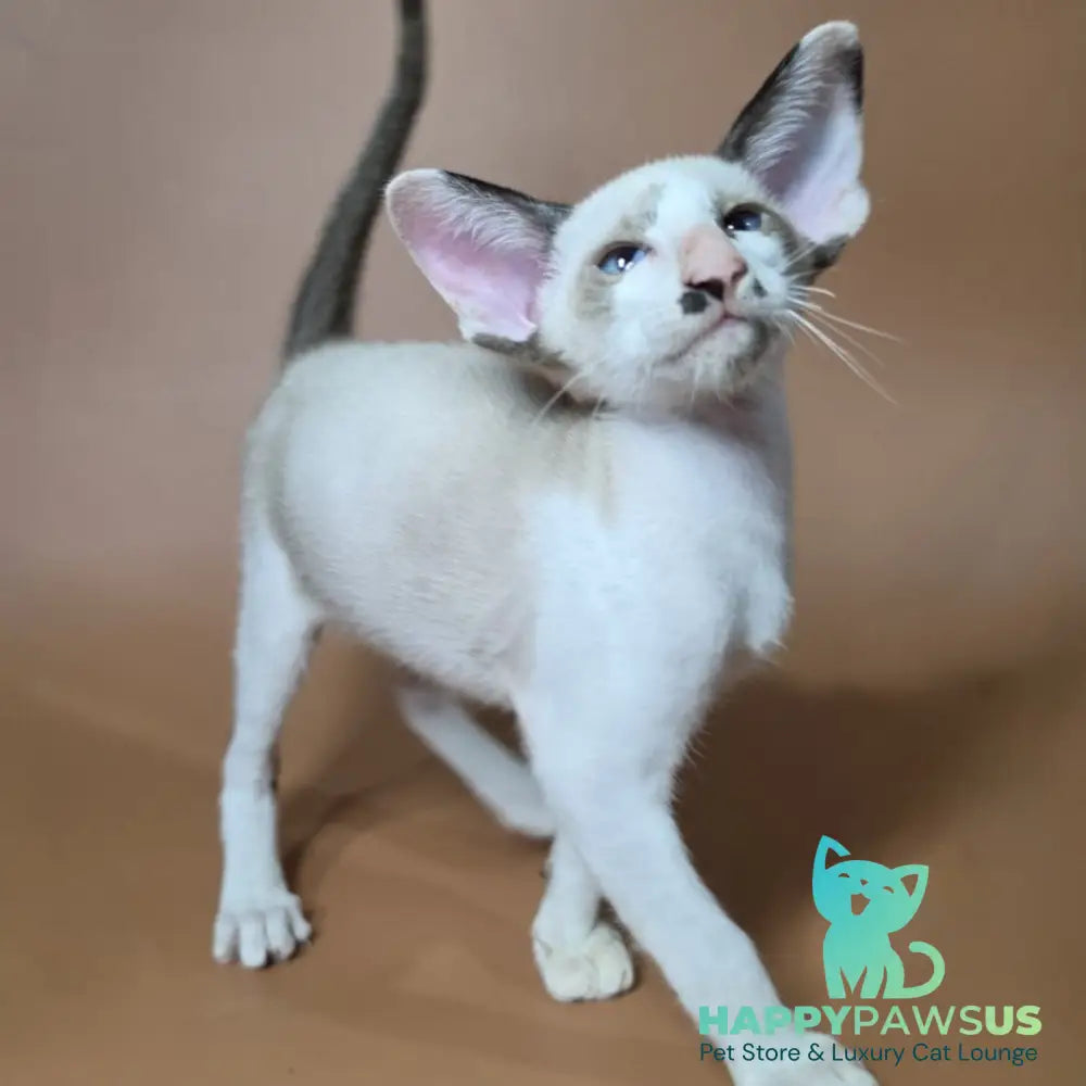 Ink Siamese male black bicolour - live animals