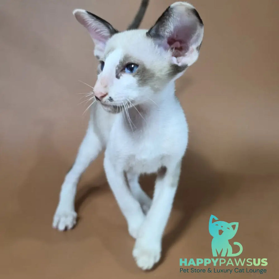 Ink Siamese male black bicolour - live animals