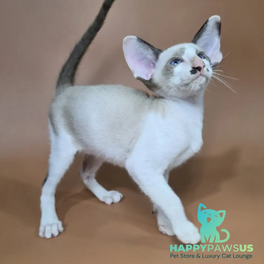 Ink Siamese male black bicolour - live animals