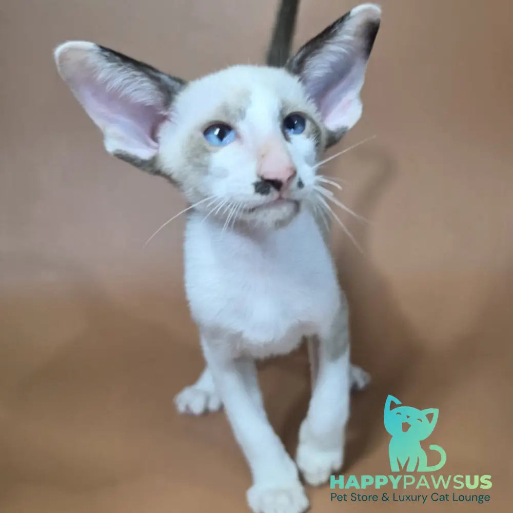 Ink Siamese male black bicolour - live animals