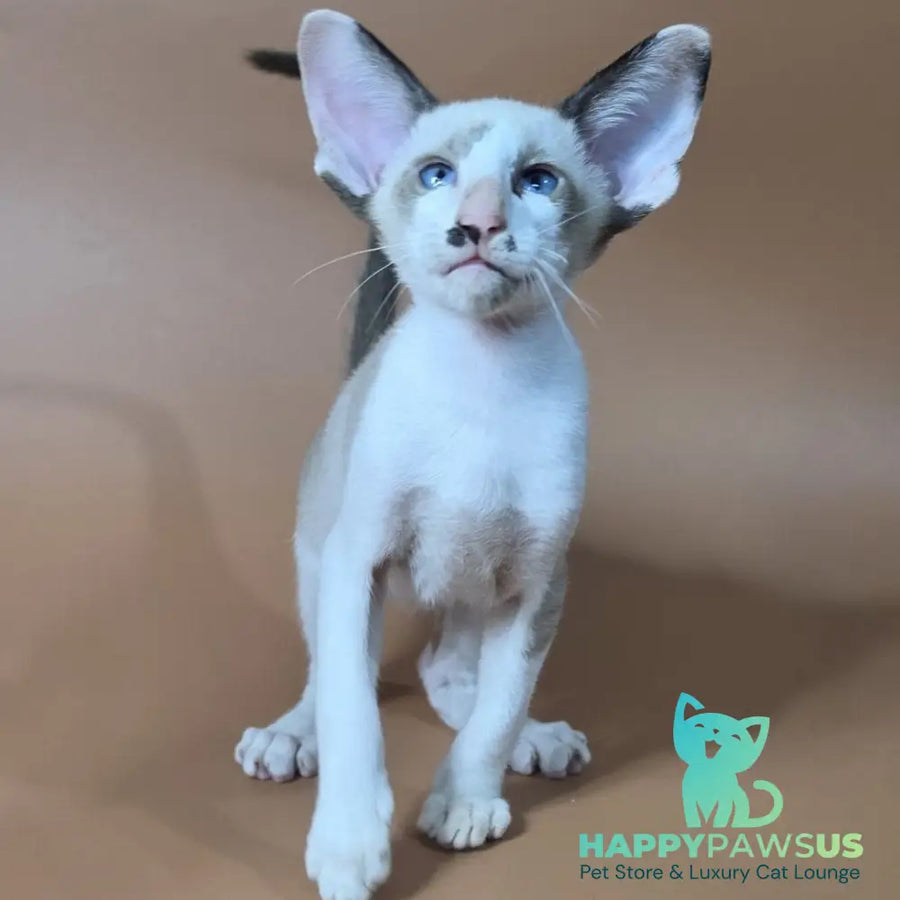 Ink Siamese male black bicolour - live animals