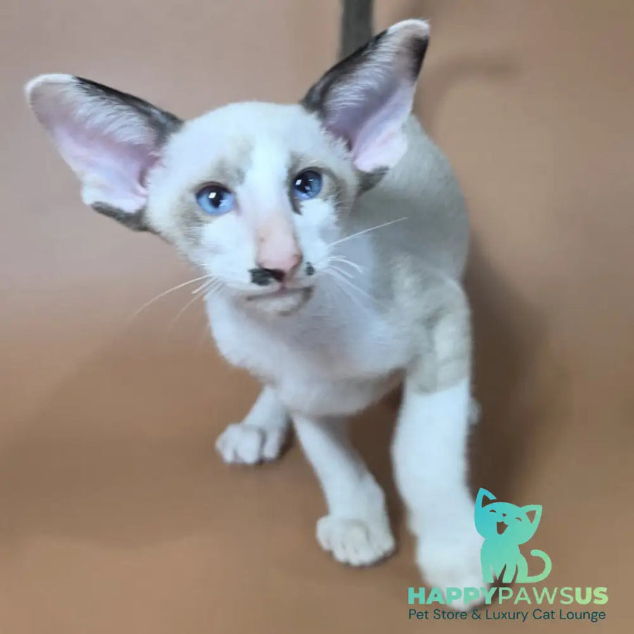 Ink Siamese male black bicolour - live animals