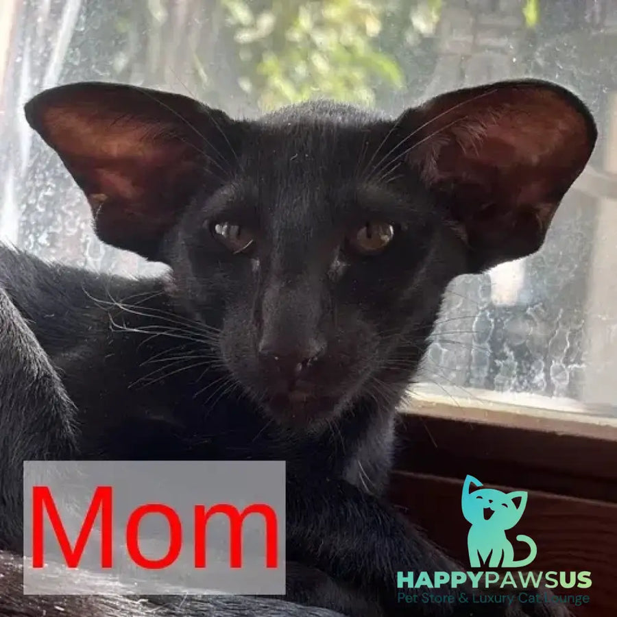 Ink Siamese male black bicolour - live animals