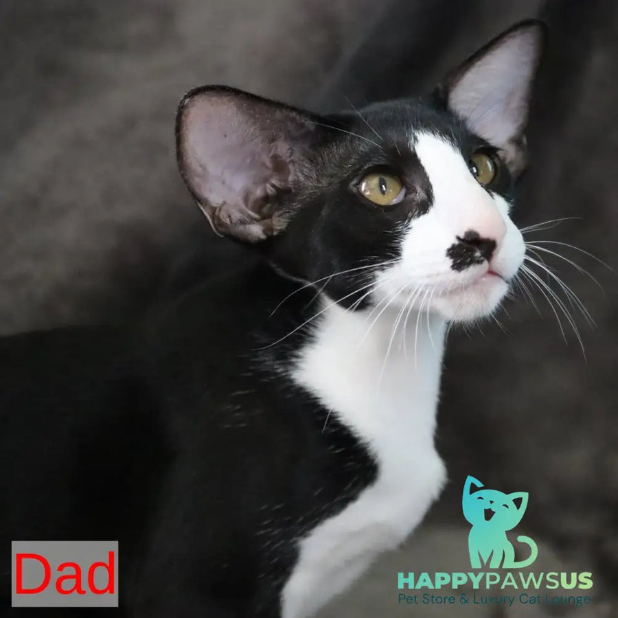 Ink Siamese male black bicolour - live animals