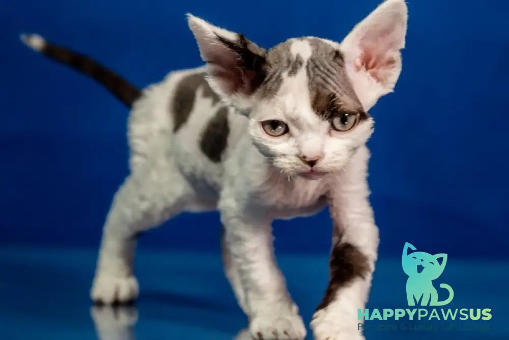 Inky Devon Rex male black harlequin - live animals