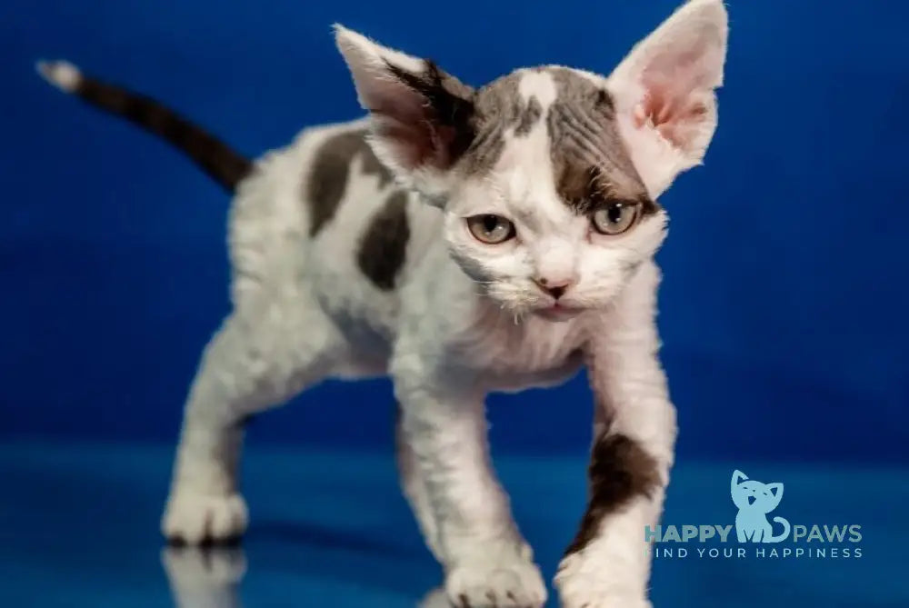 Inky Devon Rex male black harlequin - live animals