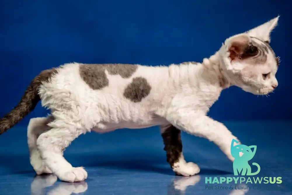 Inky Devon Rex male black harlequin - live animals