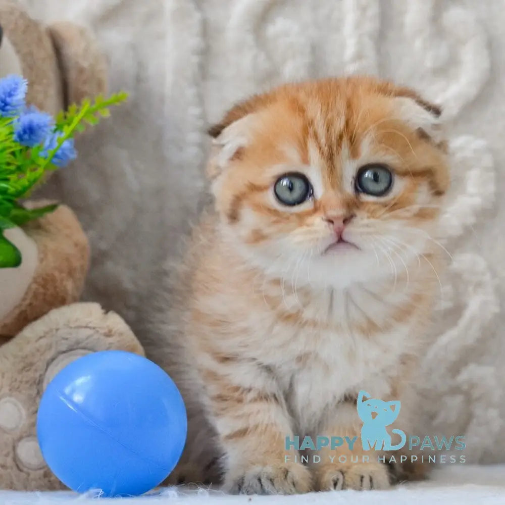Inky Scottish Fold male black golden spotted tabby live animals