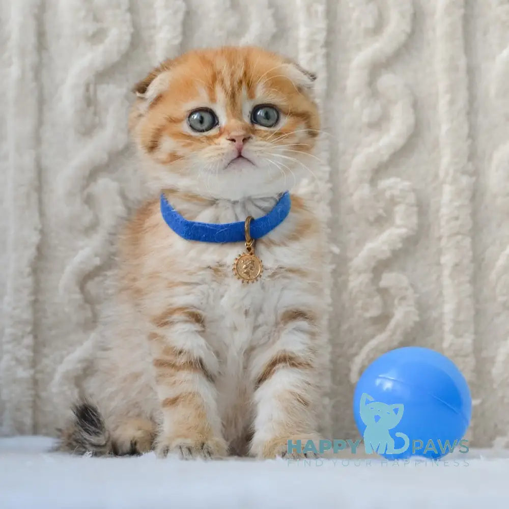 Inky Scottish Fold male black golden spotted tabby live animals