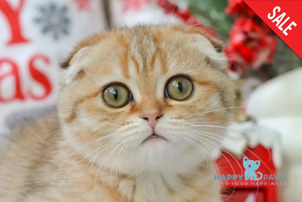 Inky Scottish Fold male black golden spotted tabby live animals