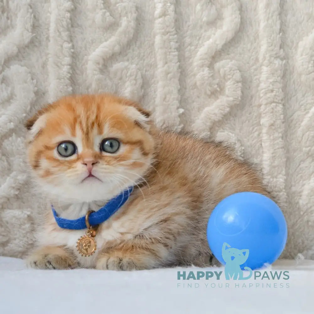 Inky Scottish Fold male black golden spotted tabby live animals