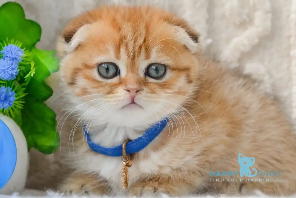 Inky Scottish Fold male black golden spotted tabby live animals