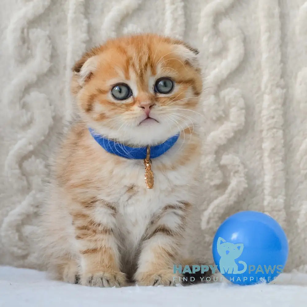 Inky Scottish Fold male black golden spotted tabby live animals