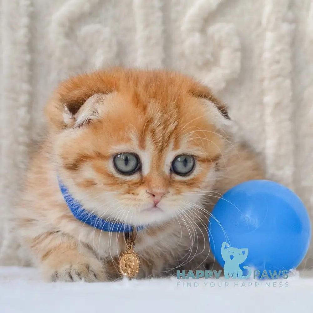 Inky Scottish Fold male black golden spotted tabby live animals