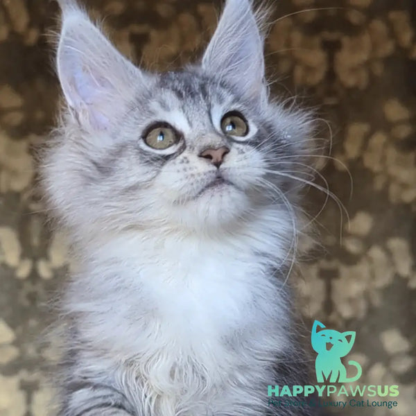 Inneta Maine Coon female black silver tabby with white - live animals