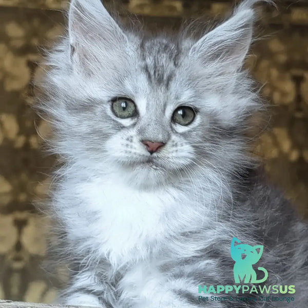 Inneta Maine Coon female black silver tabby with white - live animals