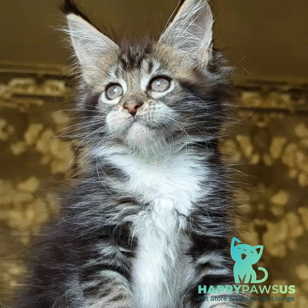 Inosh Maine Coon female black tabby with white - live animals
