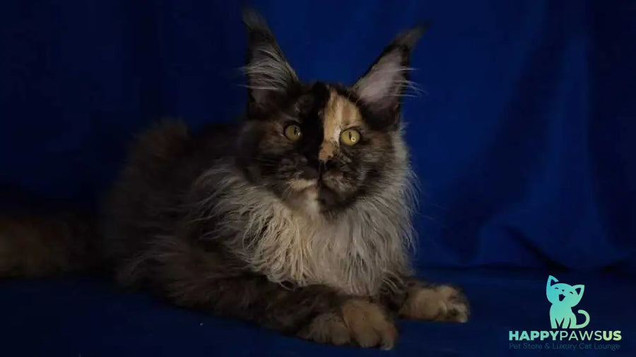 Intel’Legend Maine Coon female black tortie silver - live animals