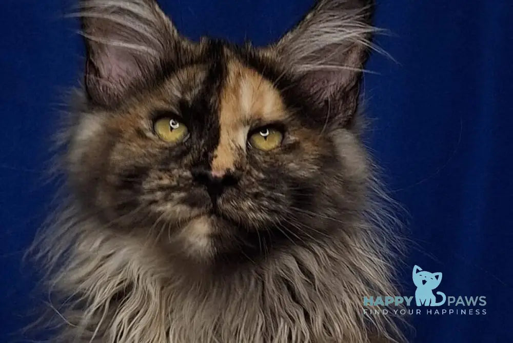 Intel’Legend Maine Coon female black tortie silver - live animals