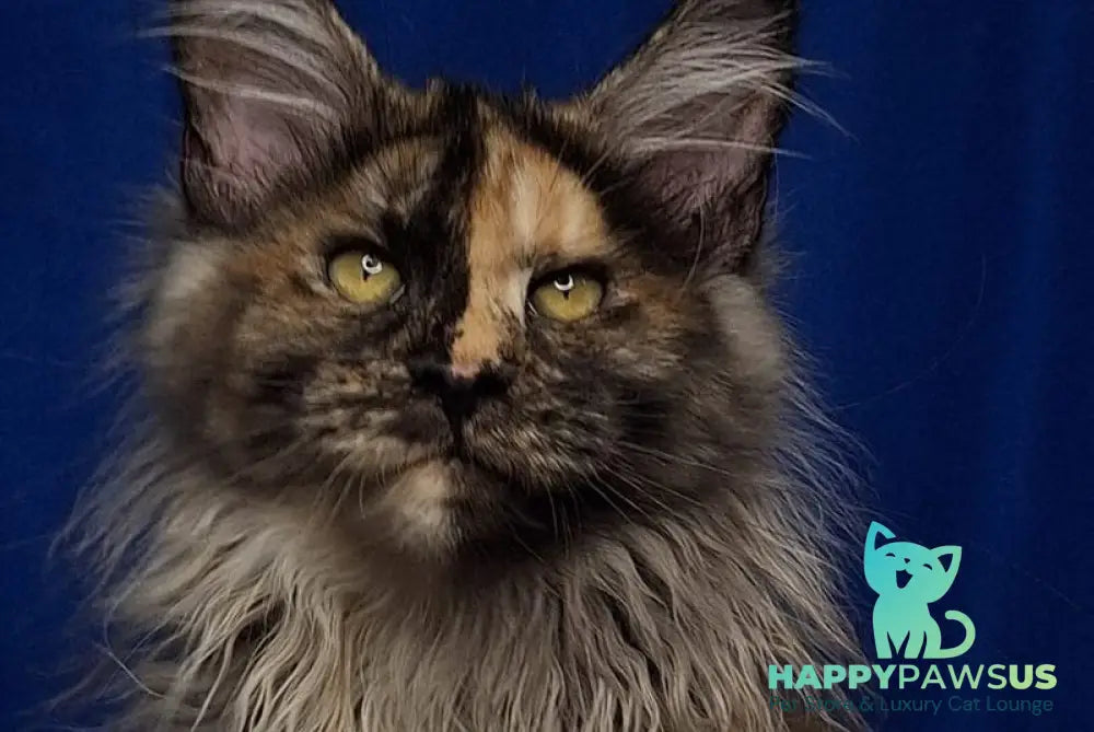 Intel’Legend Maine Coon female black tortie silver - live animals