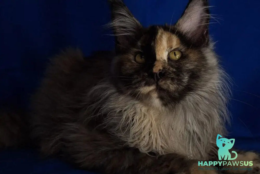 Intel’Legend Maine Coon female black tortie silver - live animals