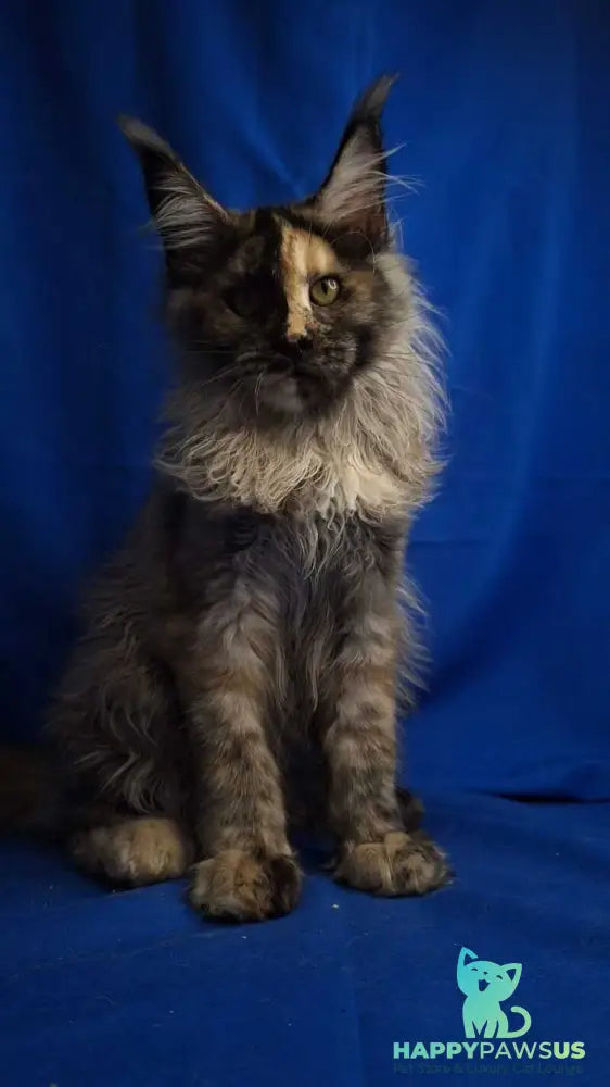 Intel’Legend Maine Coon female black tortie silver - live animals