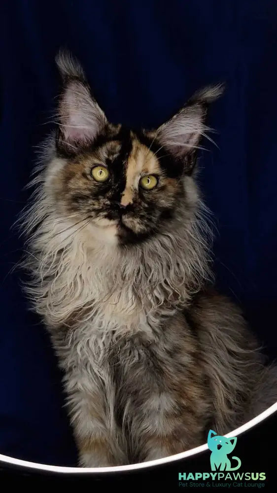 Intel’Legend Maine Coon female black tortie silver - live animals