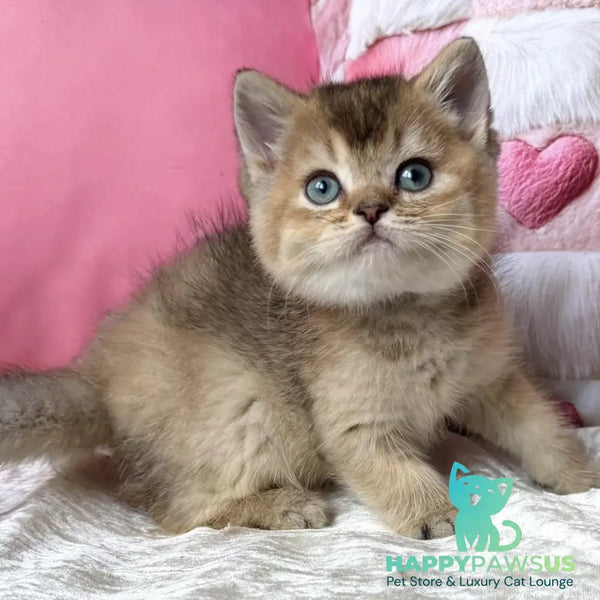 Inti British Shorthair female black ticked tabby - live animals