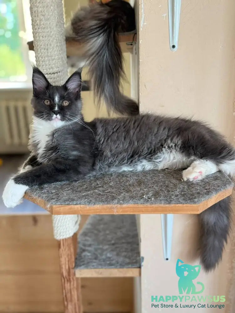 Inti Maine Coon male blue with white - live animals