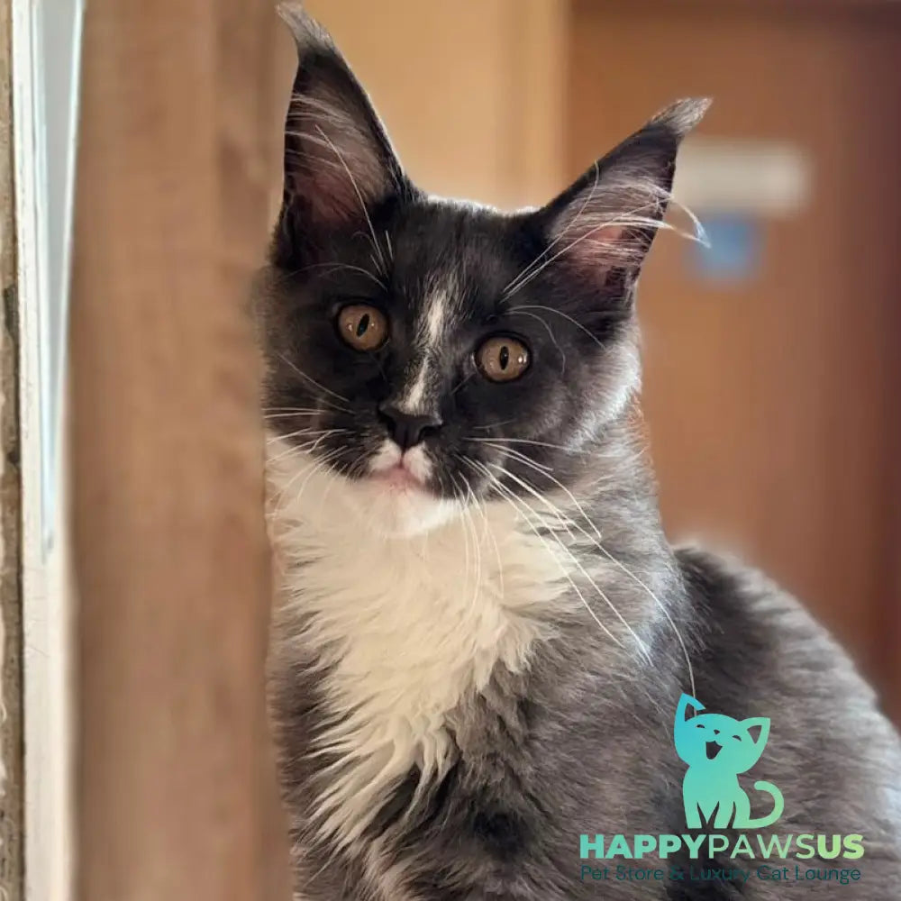 Inti Maine Coon male blue with white - live animals
