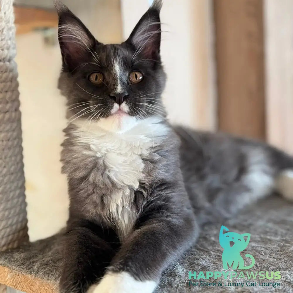 Inti Maine Coon male blue with white - live animals