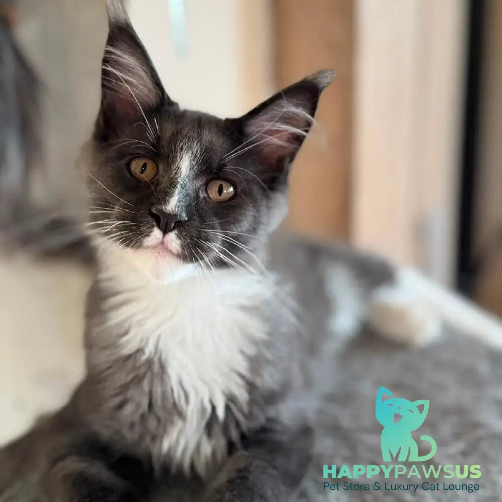 Inti Maine Coon male blue with white - live animals