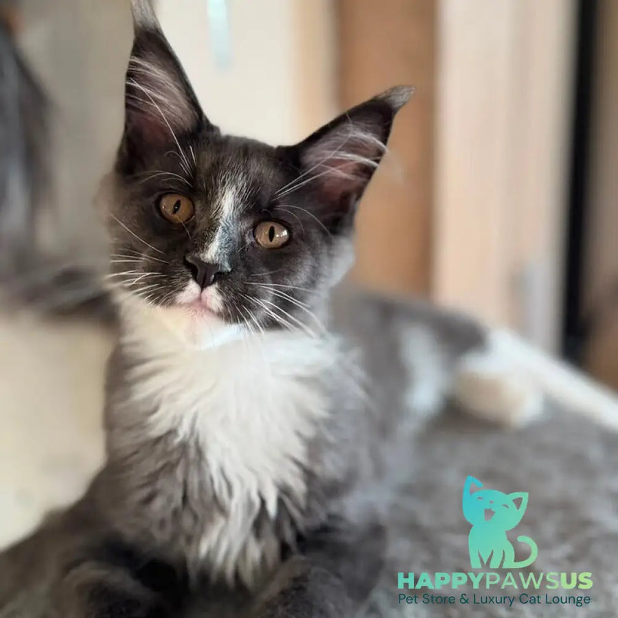 Inti Maine Coon male blue with white - live animals