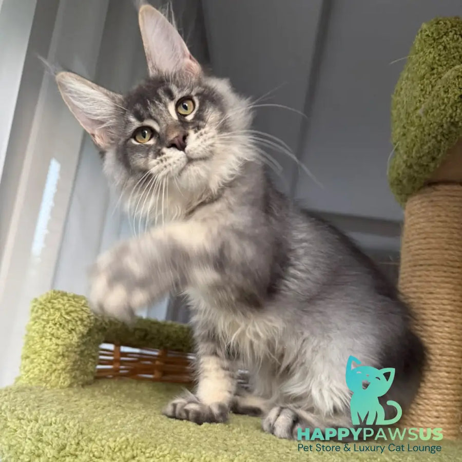 Invar Maine Coon male blue silver ticked tabby - live animals