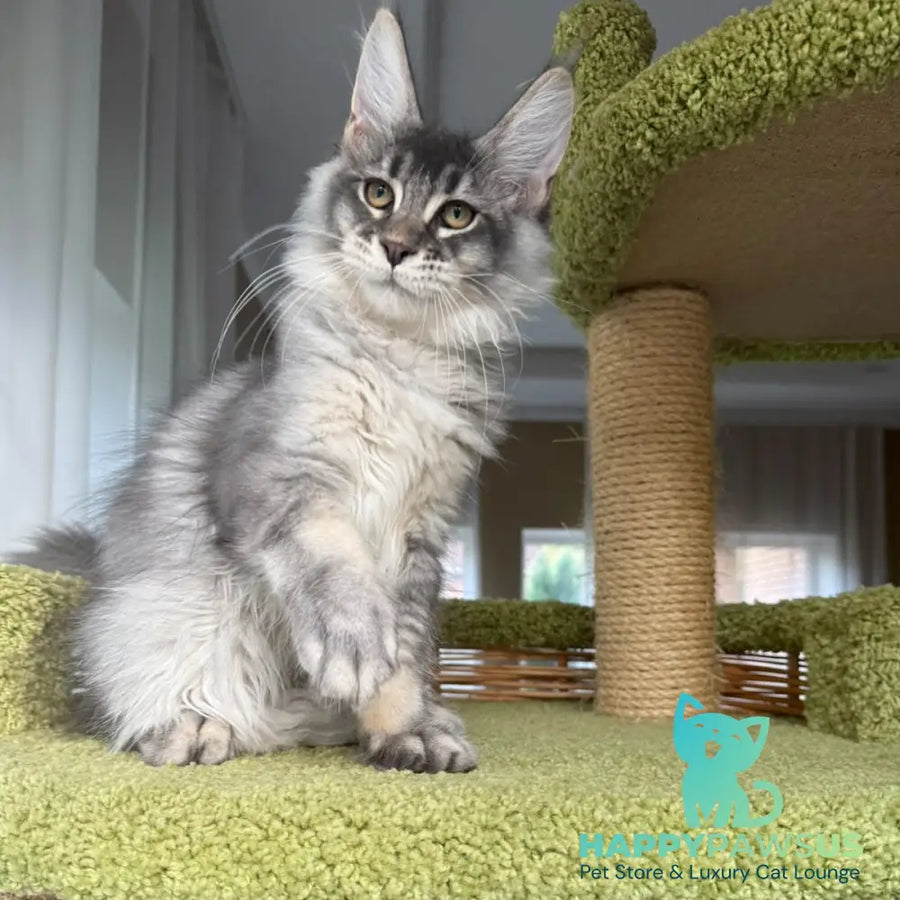 Invar Maine Coon male blue silver ticked tabby - live animals