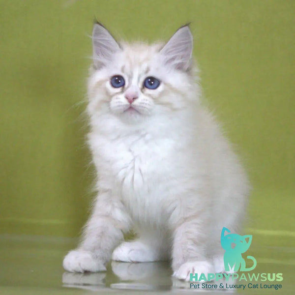 Ioann Siberian male black with white tabby pointed