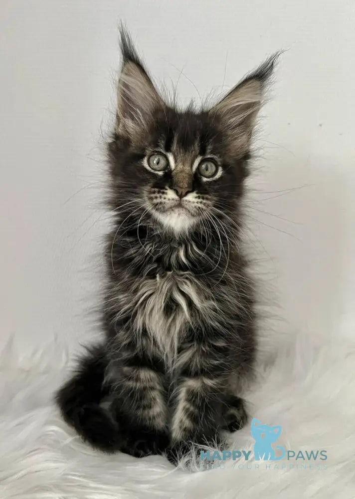Iolani Maine Coon female black tabby live animals