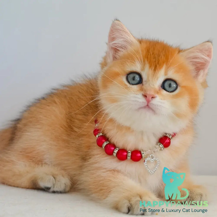 Iona British Shorthair female black golden shaded - live animals